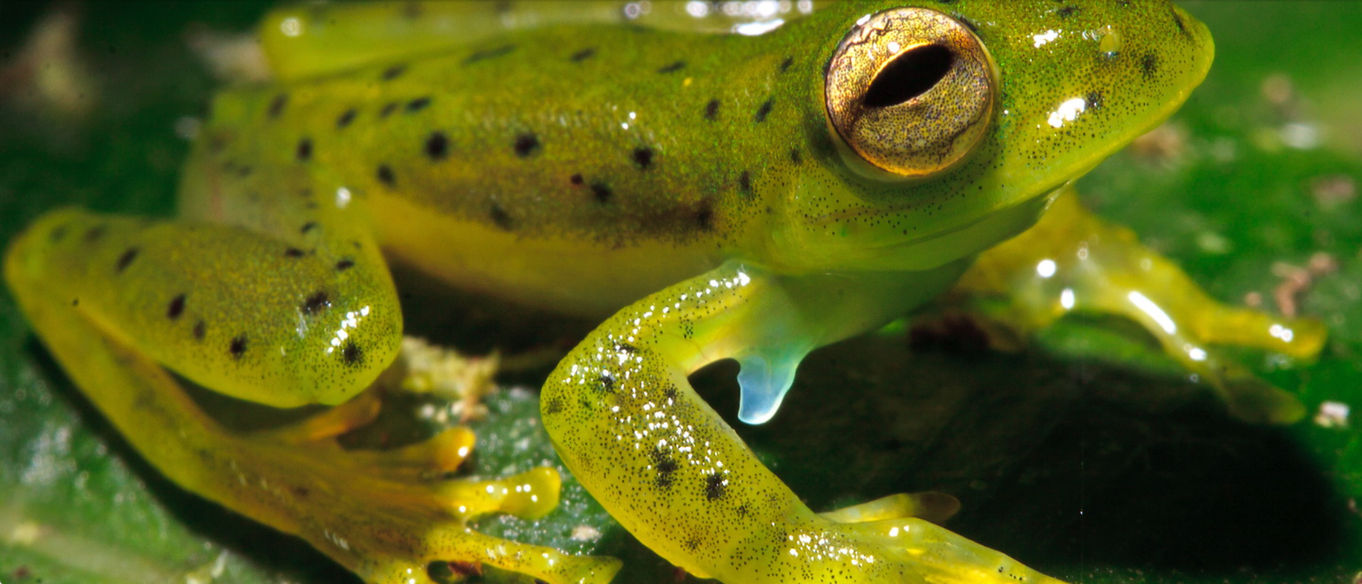 Wildlife photography by Ralf Darius showing a frog