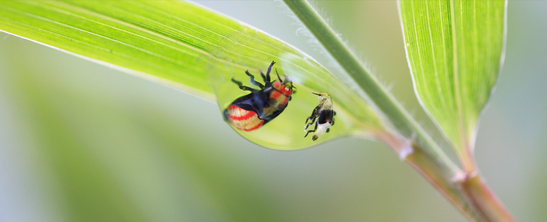 Wildlife photography by Ralf Darius showing insects