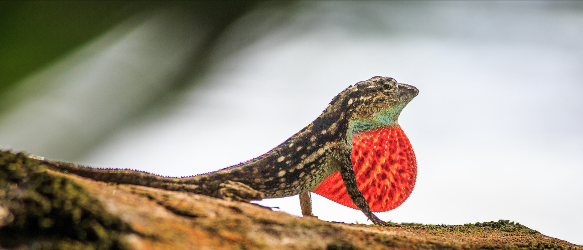 Wildlife photography by Ralf Darius showing a lizard