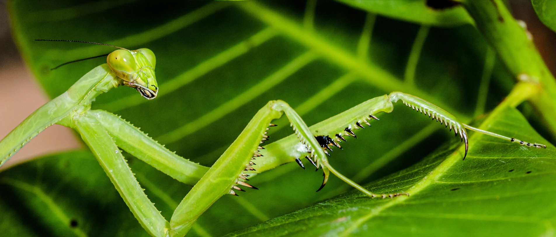 Wildlife photography by Ralf Darius showing a mantis