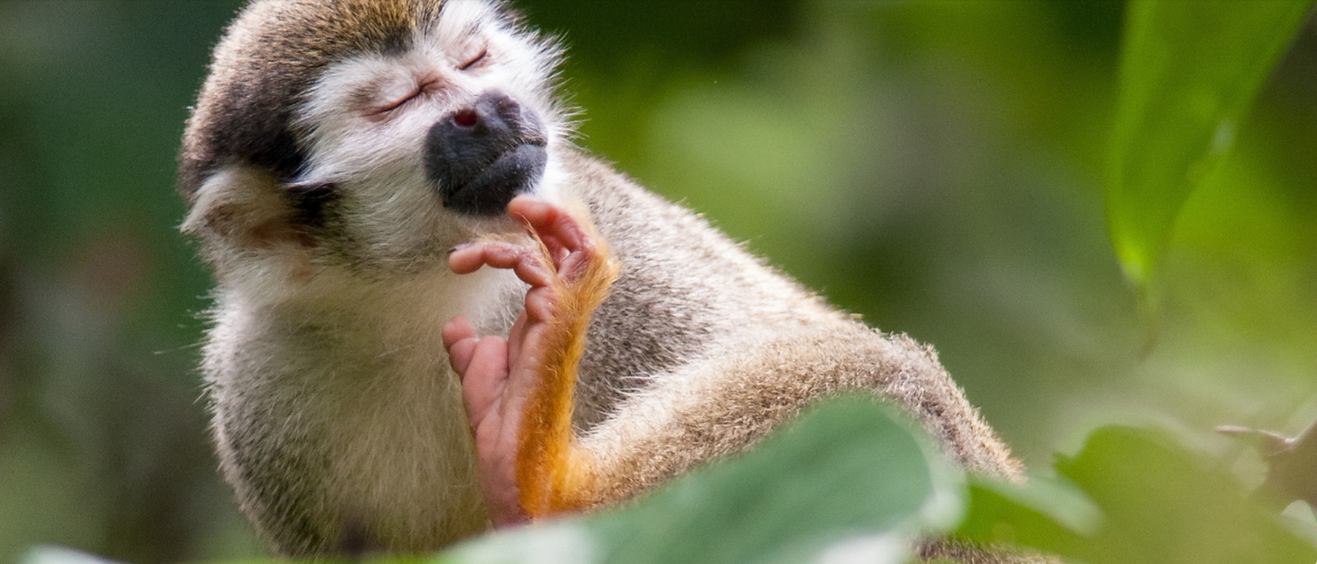 Wildlife photography by Ralf Darius showing a monkey