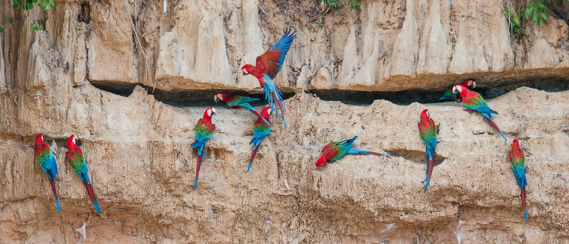 Wildlife photography by Ralf Darius showing parrots on a cliff