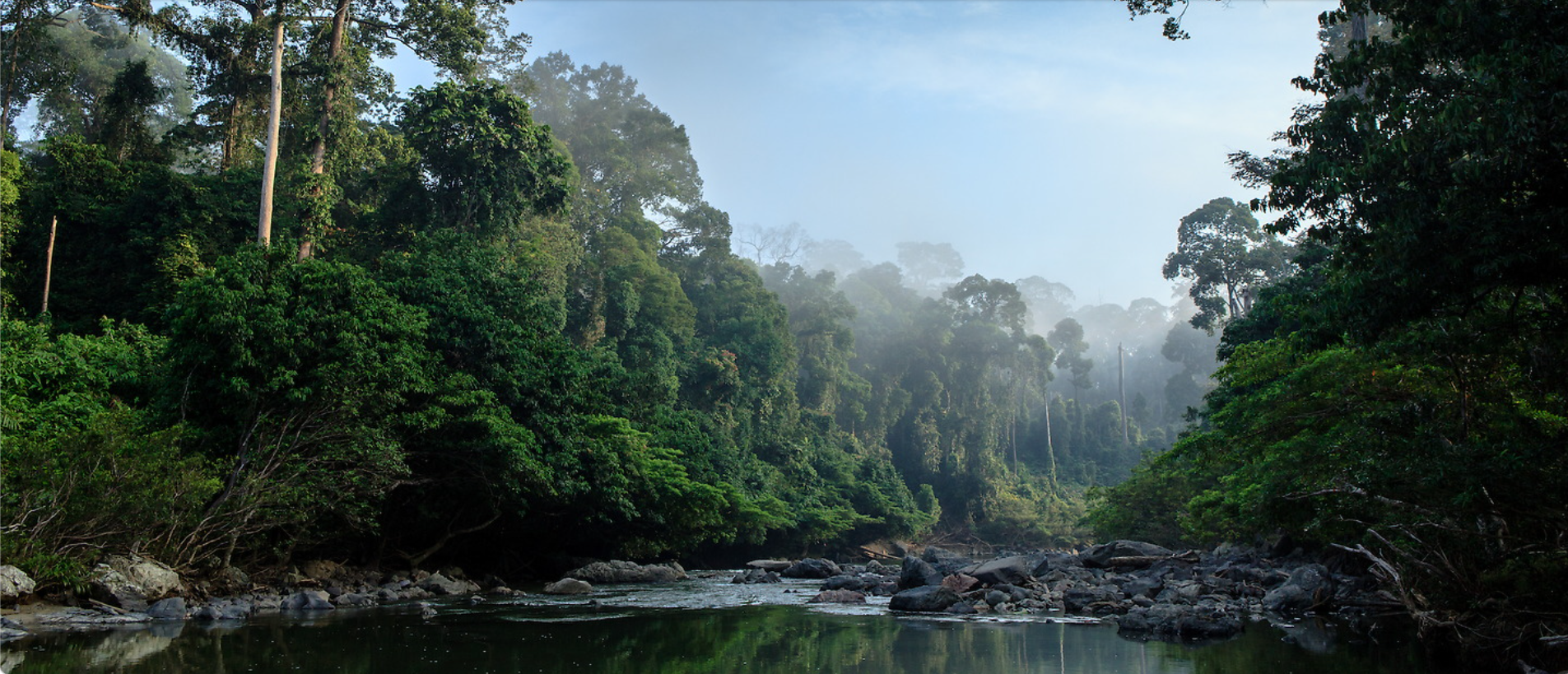 Rainforest nature photography by Ralf Darius
