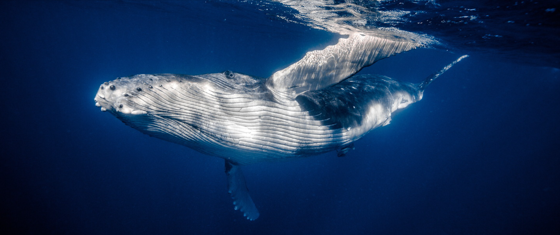 Wildlife photography by Ralf Darius showing a whale underwater