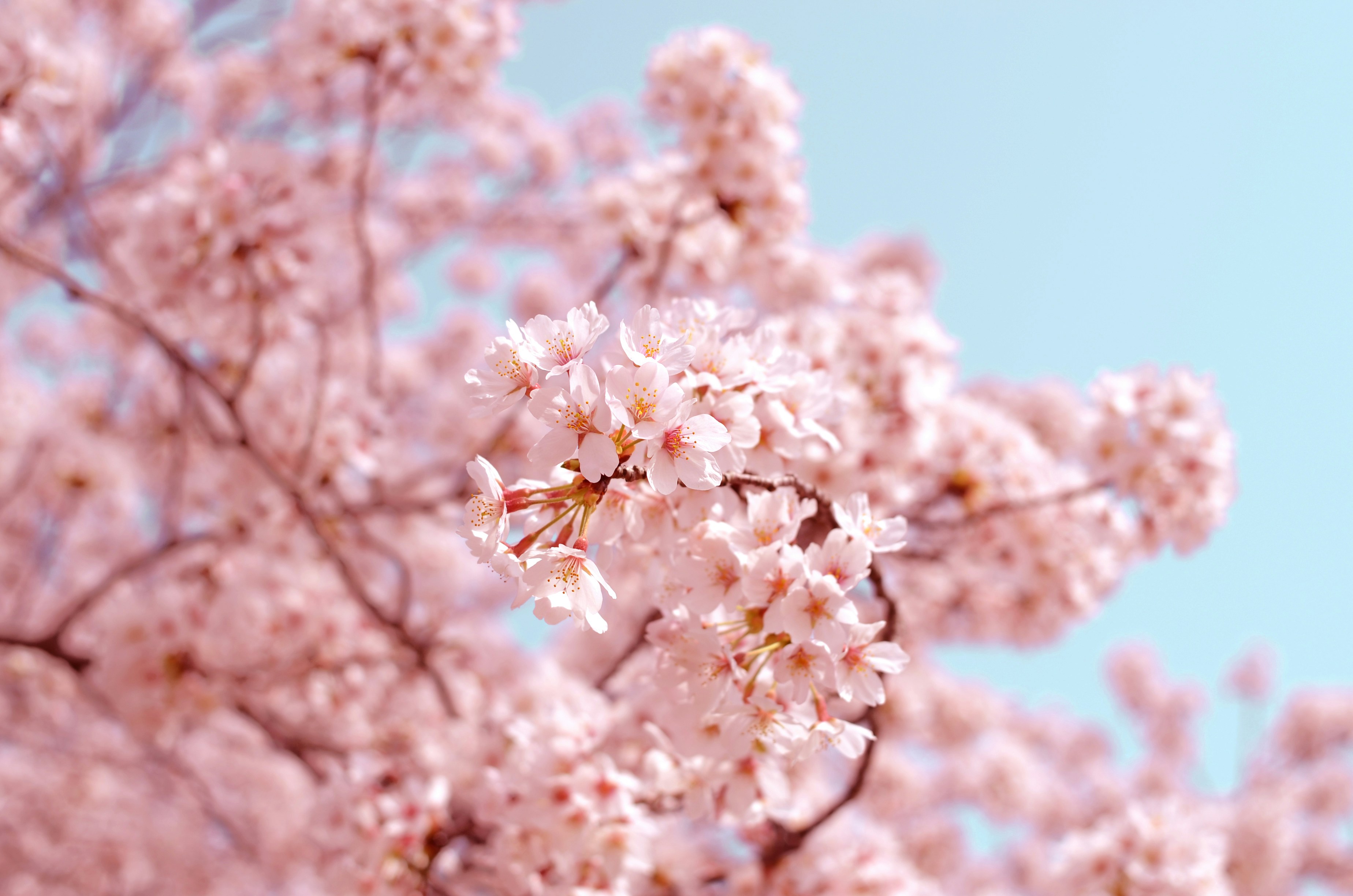 Sakura Trees