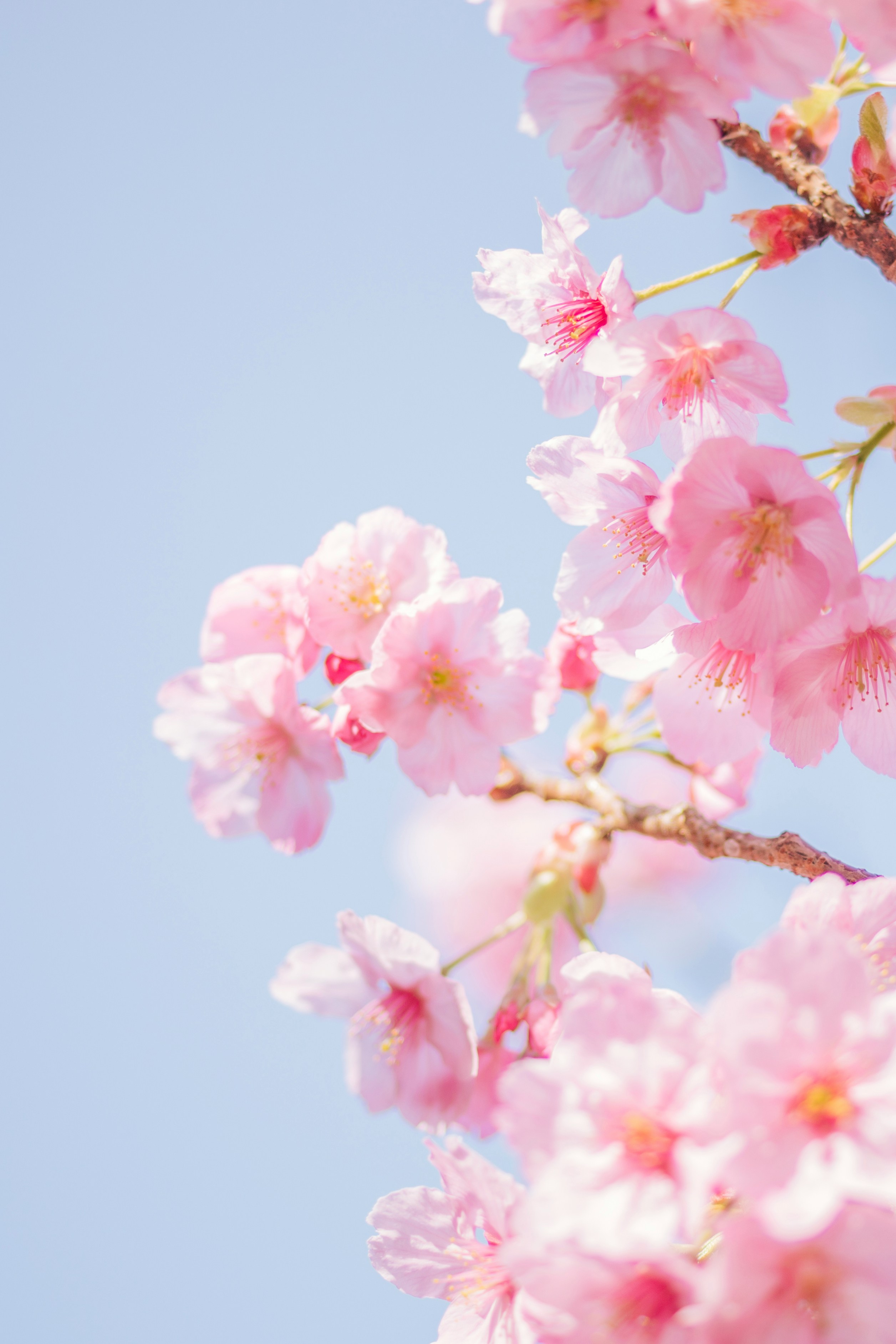 Cherry Blossoms
