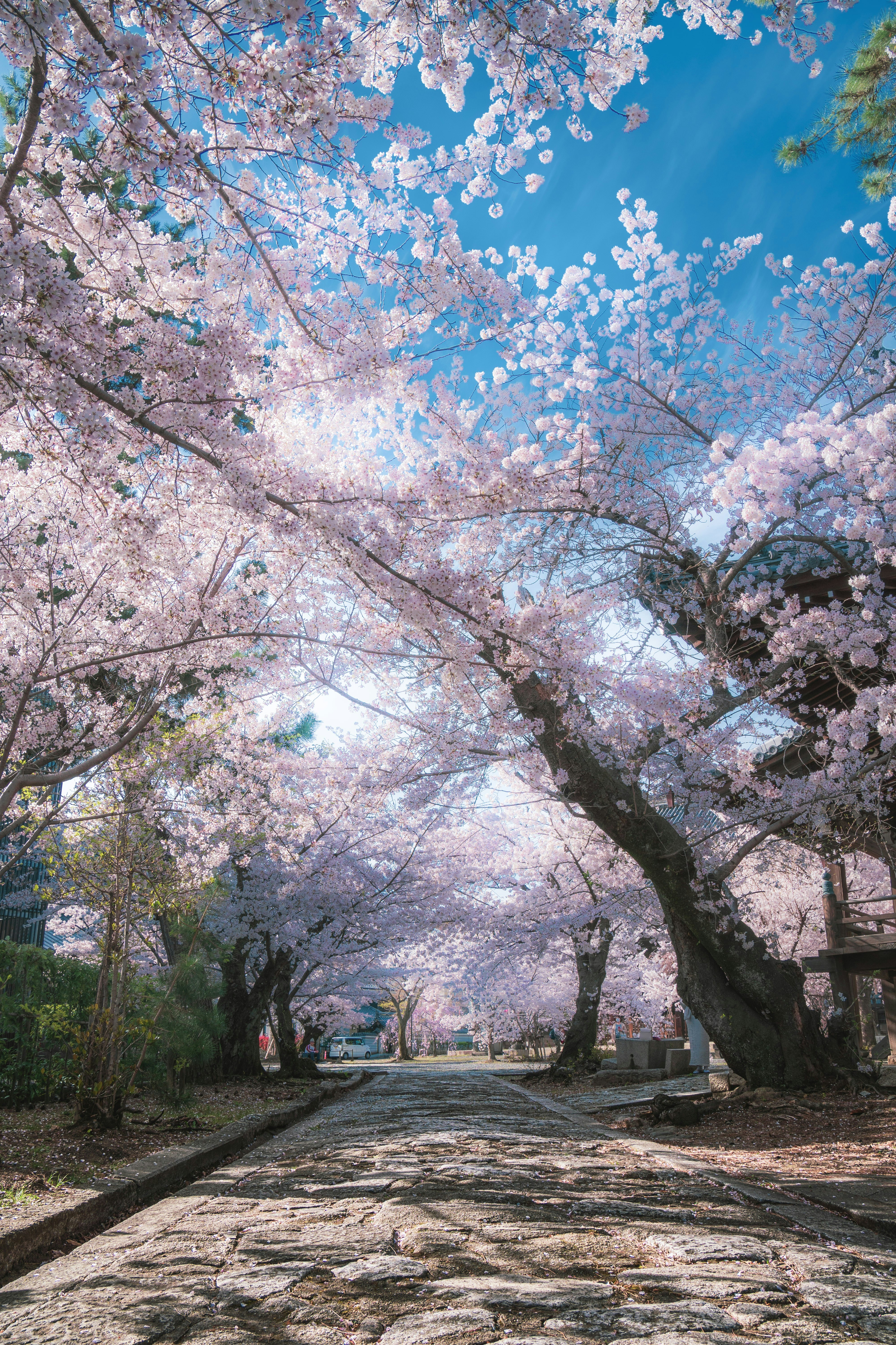Sakura